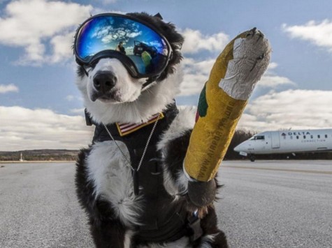 HT_Piper_airport_dog_1_ER_160229_4x3_992
