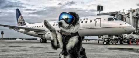 HT_Piper_airport_dog_3_ER_160229_12x5_1600
